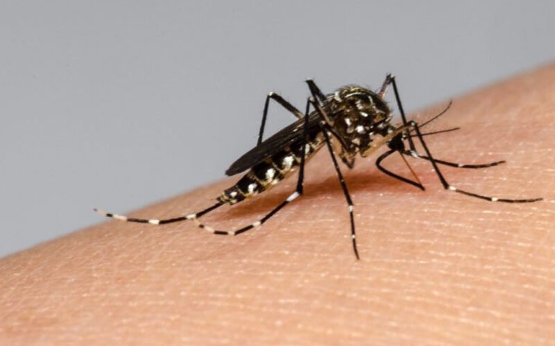 Registran 94 casos de dengue en el país en solo una semana