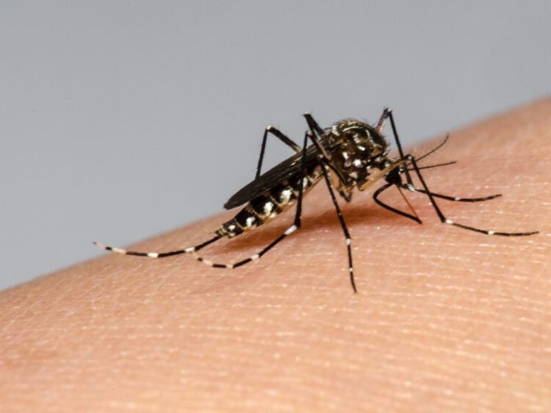 Registran 94 casos de dengue en el país en solo una semana