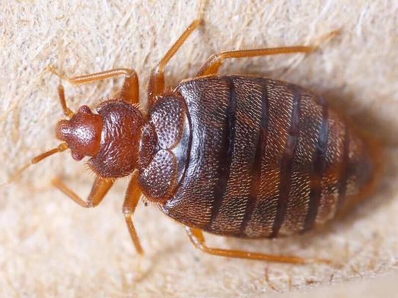 Salud Pública reporta brote de chinches detectado en la Capital