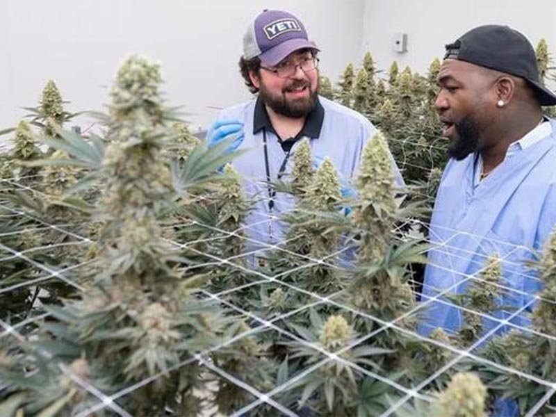 Del béisbol al cannabis, la transición del Big Papi