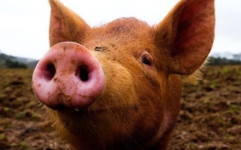 Familia de Higüey acusa a técnicos de Agricultura de robarle casi 300 cerdos