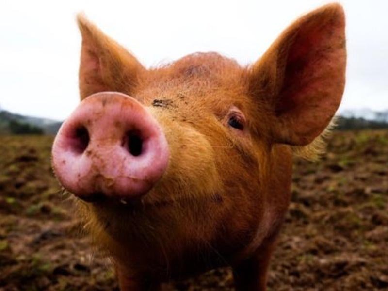 Familia de Higüey acusa a técnicos de Agricultura de robarle casi 300 cerdos