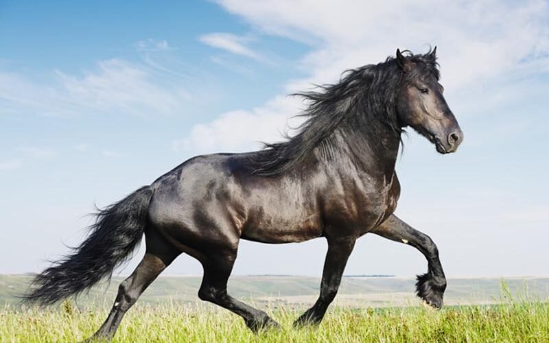 Poder Ejecutivo promulga ley que declara el caballo de paso Higüeyano como raza nacional
