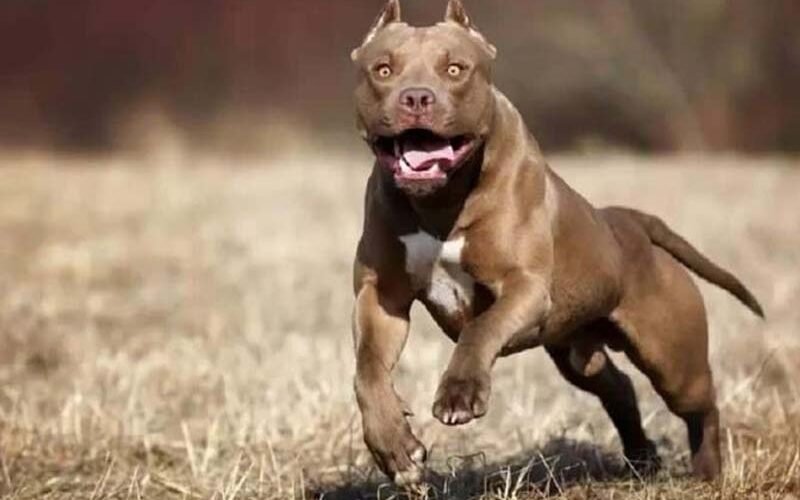 Criador de pitbulls murió mutilado por sus propios perros en California