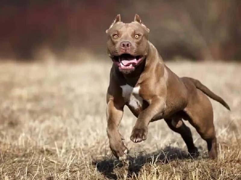 Criador de pitbulls murió mutilado por sus propios perros en California