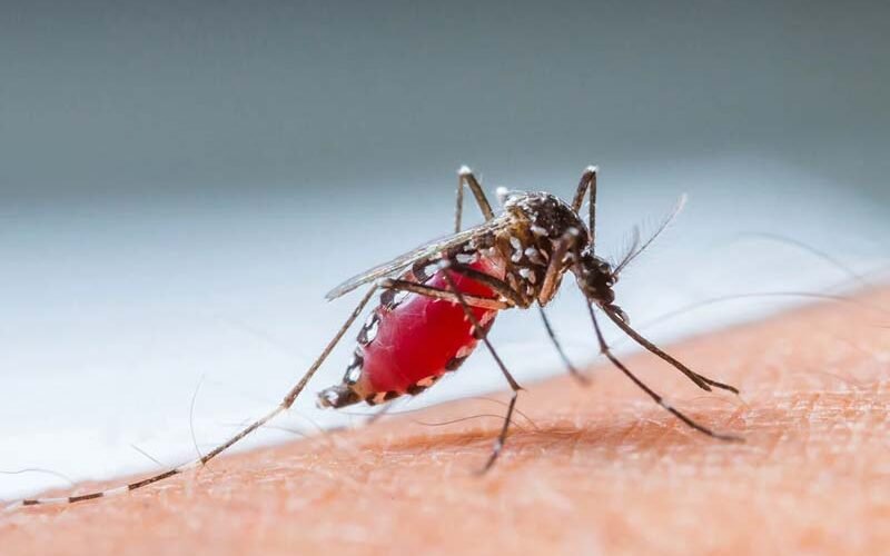 Las autoridades emprenden una cruzada nacional contra el dengue