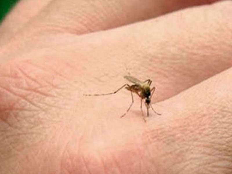 Salud Pública reporta 440 casos confirmados de malaria