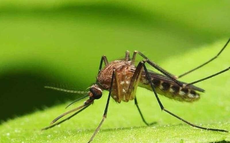 República Dominicana detecta virus «Oropouche”