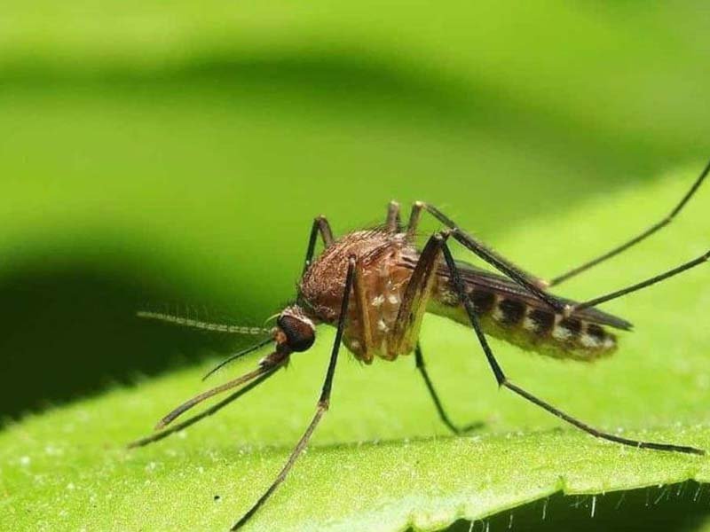 República Dominicana detecta virus «Oropouche”